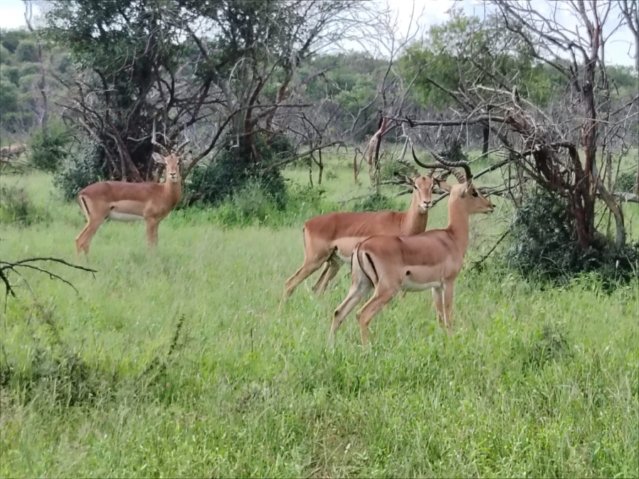 6 Bedroom Property for Sale in Zeerust North West